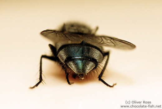 Common house fly