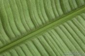 Travel photography:Banana Leaf Landscape