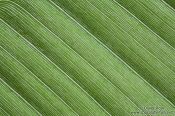 Travel photography:Banana leaf close-up