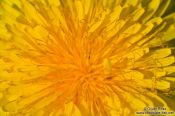 Travel photography:Dandelion flower