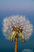 Travel photography:Dandelion seeds