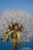 Travel photography:Dandelion seeds