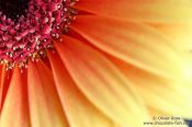 Travel photography:Flower close-up