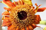 Travel photography:Flower close-up