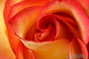 Travel photography:Rose