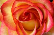 Travel photography:Rose