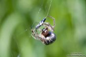 Travel photography:Spider in web wrapping its prey
