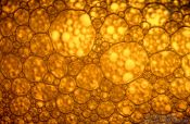 Travel photography:Bubbles in a beer bottle