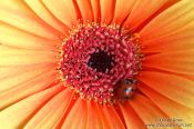 Travel photography:Flower head with ladybird