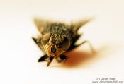 Travel photography:Common house fly