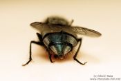 Travel photography:Common house fly