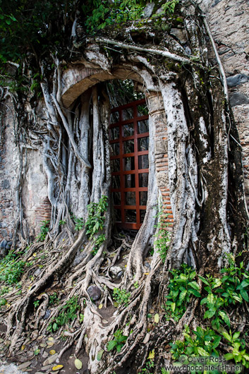 Overgrown ruins of the original house of  Hernán Cortés in La Antigua