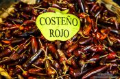 Travel photography:Type of chilli being sold at Oaxaca market, Mexico