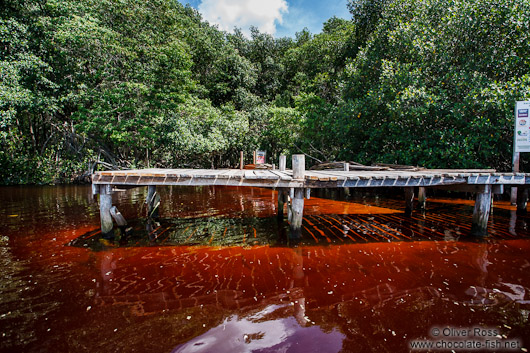 Mangrove forest near Celestun