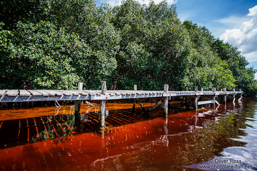 Mangrove forest near Celestun