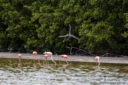 Celestun flamingos