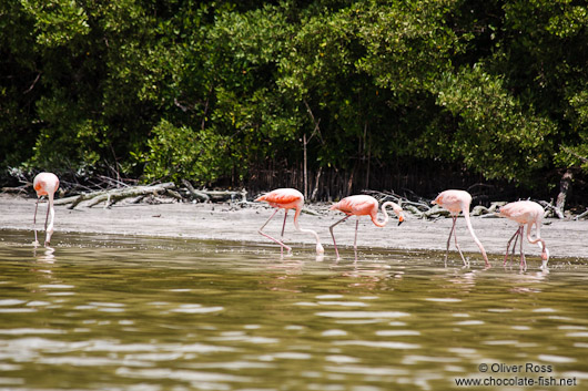 Celestun flamingos