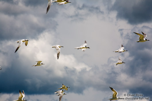 Celestun gulls