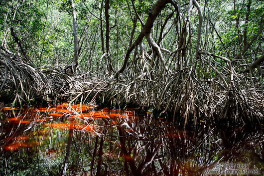 Celestun mangroves