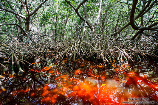 Celestun mangroves