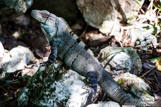 Iguana at Chichen Itza