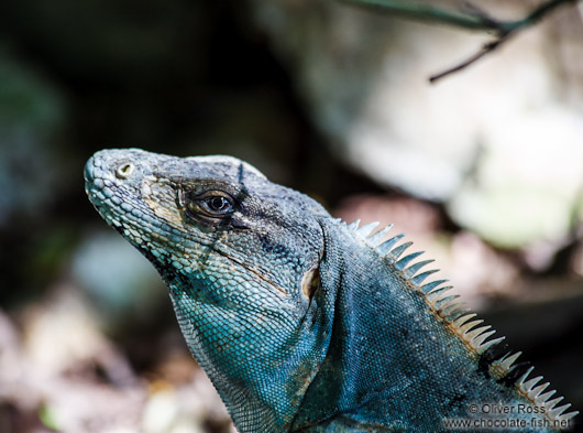 Iguana at Chichen Itza