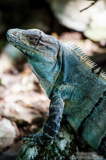 Iguana at Chichen Itza