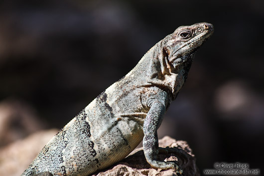 Lizard basking in the sun at Chichen Itza