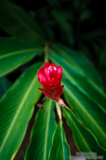 Red flower in Merida