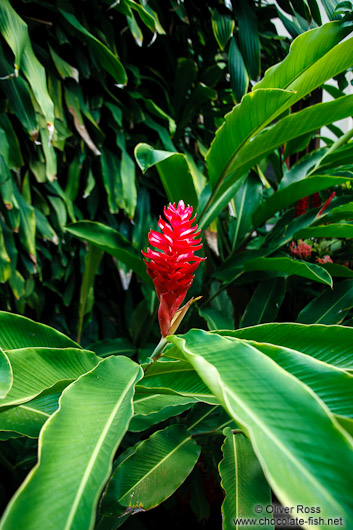 Red flower in Merida