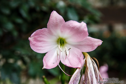 Flower in Mexico City