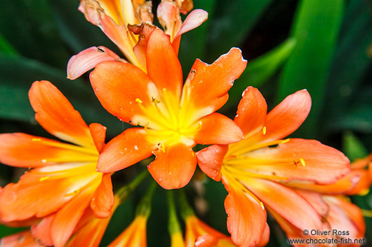 Flower growing in the anthropological Museum in Mexico City