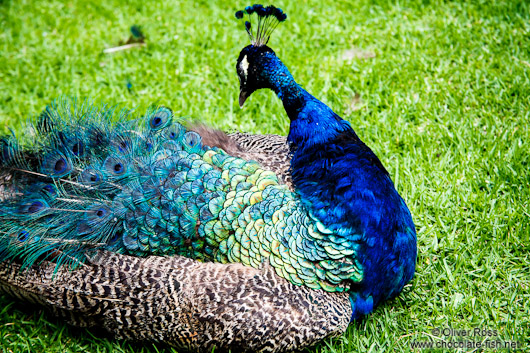 Peacock in a park in Mexico City