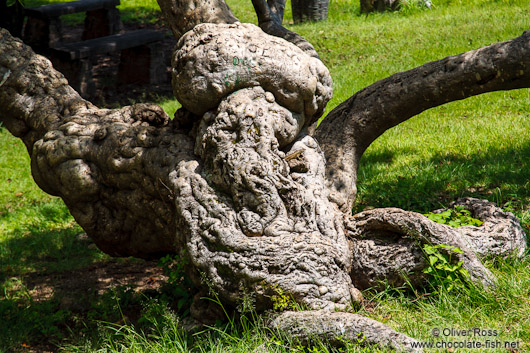 Tree in Oaxaca