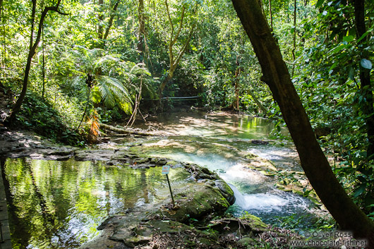Tropical rainforest near Palenque