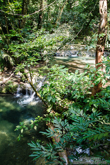 Tropical rainforest near Palenque