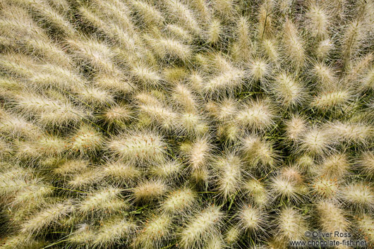 Plants at the Teotihuacan archeological site