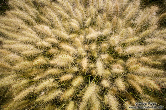 Plants at the Teotihuacan archeological site