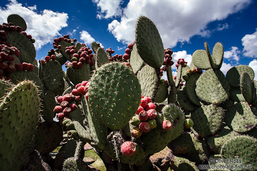 Cactus at the Teotihuacan archeological site