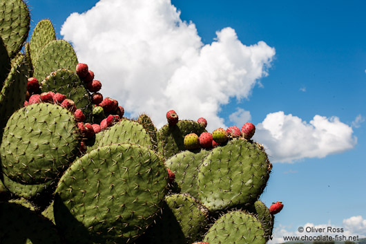 Cactus at the Teotihuacan archeological site