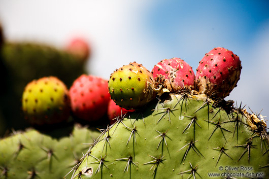 Cactus fruit at the Teotihuacan archeological site