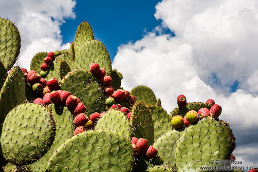 Cactus at the Teotihuacan archeological site