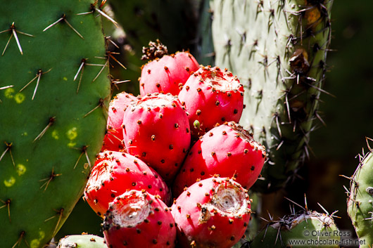Cactus fruit at the Teotihuacan archeological site