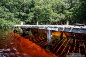 Travel photography:Mangrove forest near Celestun, Mexico