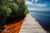 Travel photography:Mangrove forest near Celestun, Mexico