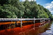 Travel photography:Mangrove forest near Celestun, Mexico