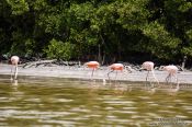 Travel photography:Celestun flamingos, Mexico