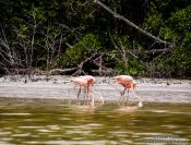 Travel photography:Celestun flamingos, Mexico