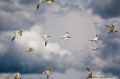 Travel photography:Celestun gulls, Mexico