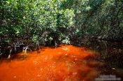 Travel photography:Celestun mangroves, Mexico